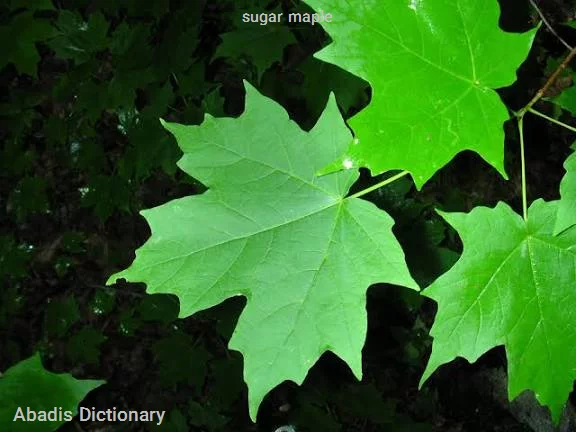 sugar maple